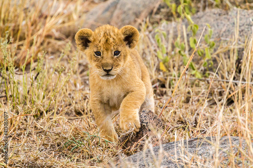 Fototapeta Naklejka Na Ścianę i Meble -  Africa, Tanzania, Serengeti National Park. African lion cub close-up.