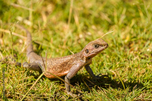 Africa  Tanzania  Serengeti National Park. Agama lizard close-up.