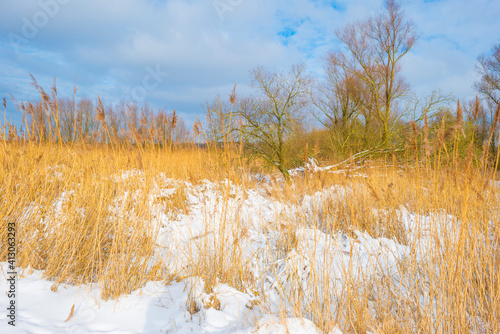 Fototapeta Naklejka Na Ścianę i Meble -  Snow white frozen forest in wetland under a blue bright sky in sunlight in winter, Almere, Flevoland, The Netherlands, February 11, 2020