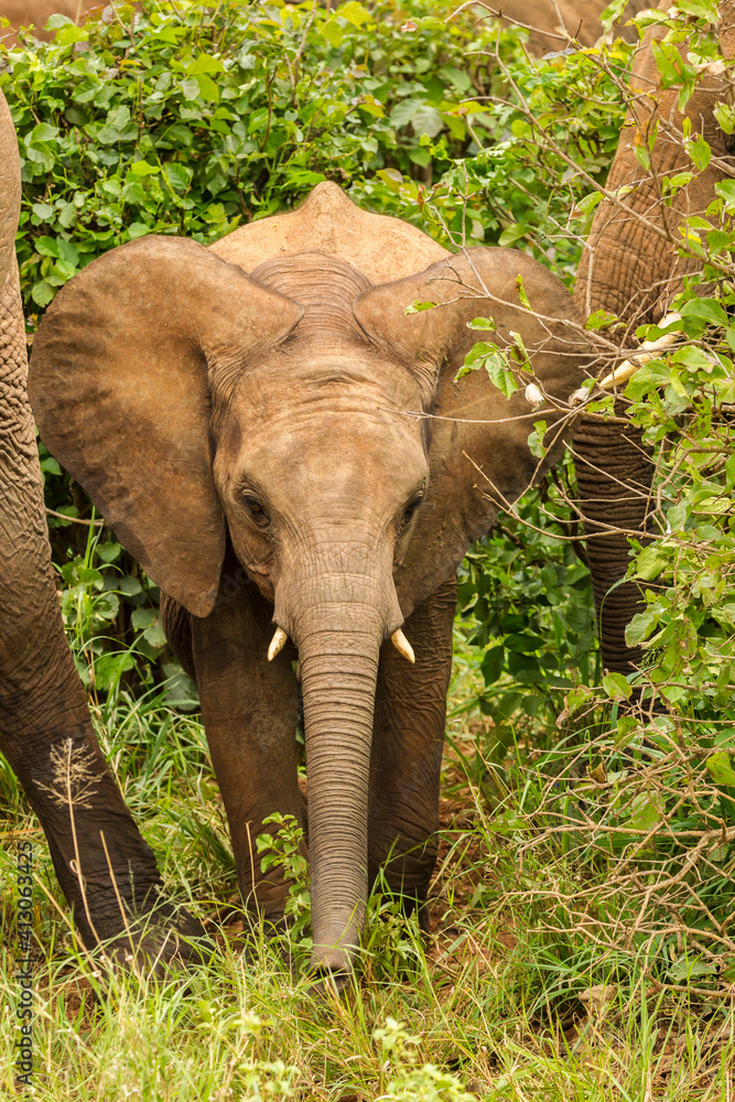 Fototapeta premium Africa, Tanzania, Tarangire National Park. African elephant baby between adults.