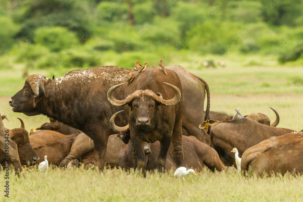 Obraz premium Africa, Tanzania, Lake Manyara National Park. Cape buffalos and birds.
