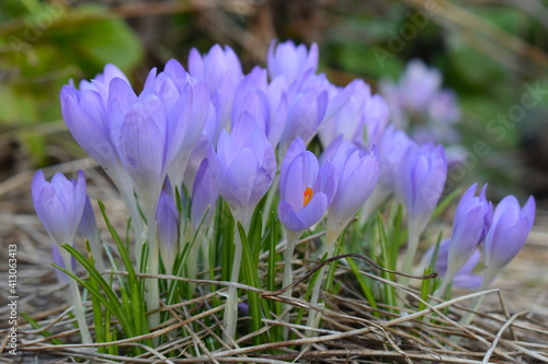Fototapeta Naklejka Na Ścianę i Meble -  Purple cup-shaped crocus flowers are striped upward-facing over grasslike leaves with white central stripe They appear from late winter to early spring and attract bees seeking food for their colonies