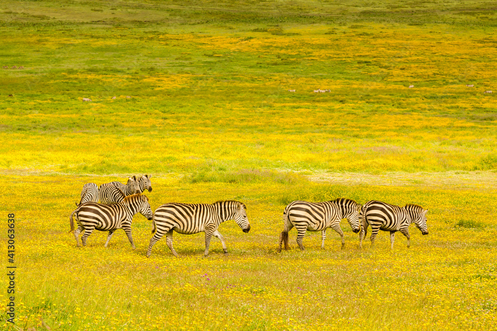 Naklejka premium Africa, Tanzania, Ngorongoro Crater. Zebras in flower field.