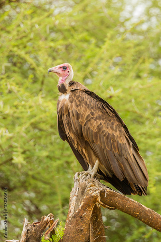 Africa  Tanzania  Tarangire National Park. Hooded vulture close-up.