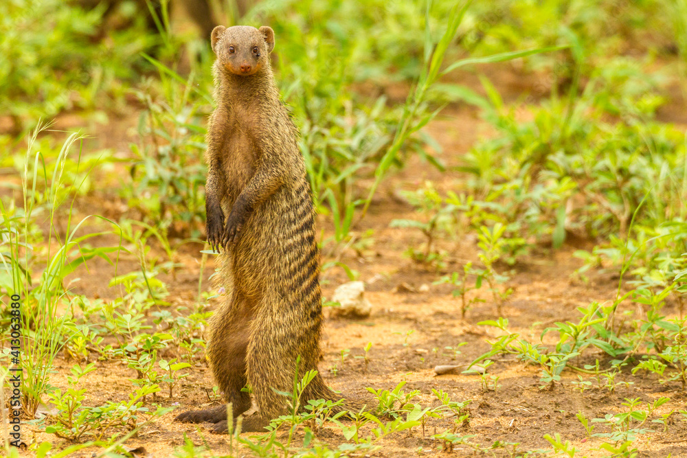 Fototapeta premium Africa, Tanzania, Tarangire National Park. Banded mongoose close-up.