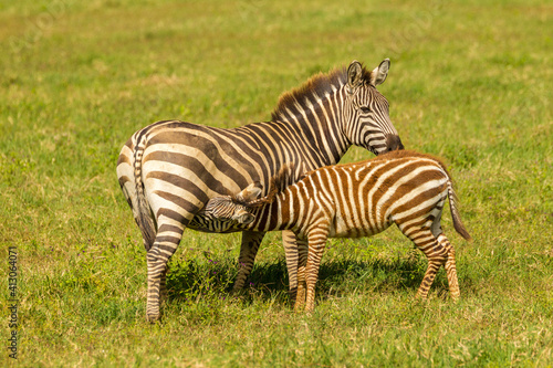 Africa, Tanzania, Ngorongoro Crater. Zebra young nursing.