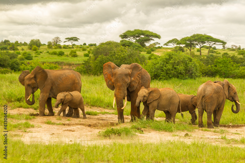 Africa, Tanzania, Tarangire National Park. African elephant adults and young.