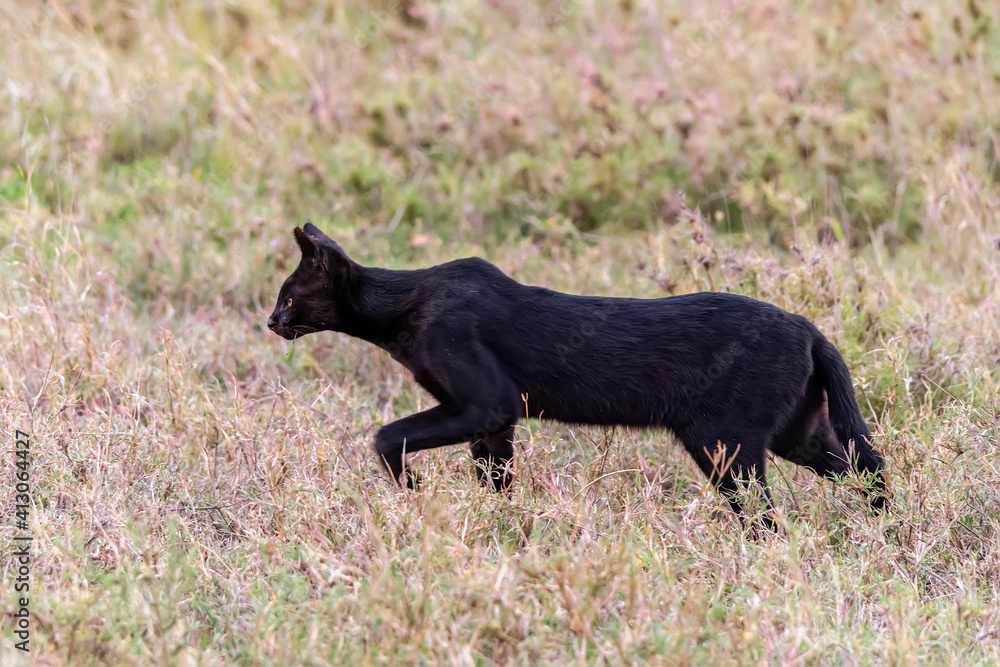 Black serval sales