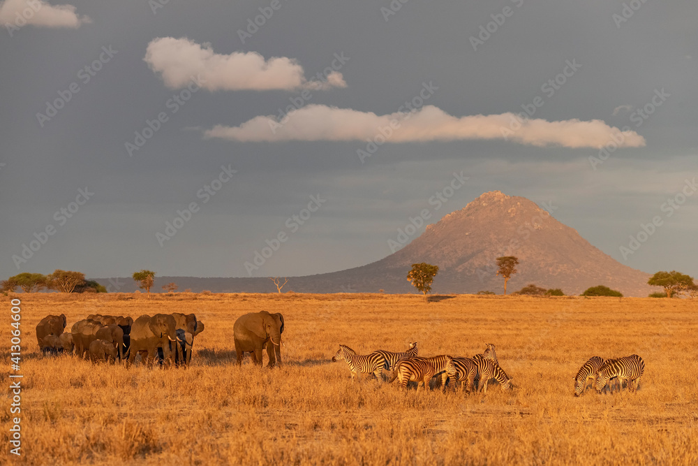 Africa, Tanzania, Tarangire National Park. Elephants and zebras on plain.