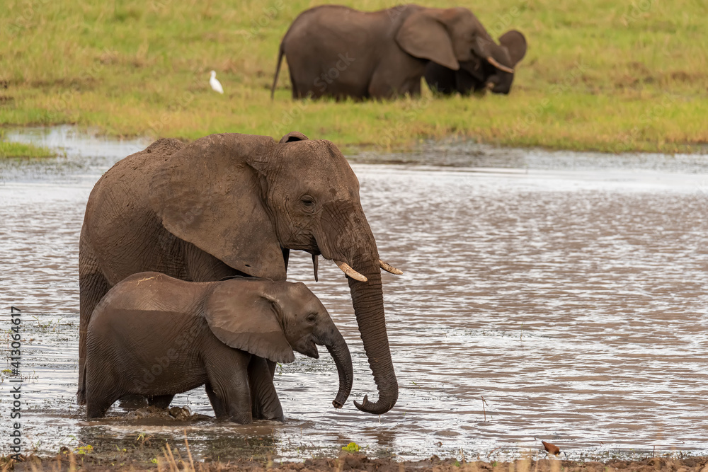 Africa, Tanzania, Tarangire National Park. African elephants and water.