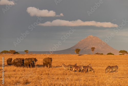 Africa  Tanzania  Tarangire National Park. Elephants and zebras on plain.