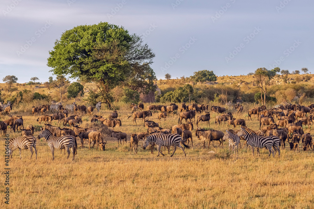 Africa, Tanzania, Serengeti National Park. Zebras and wildebeests on plain. Africa, Tanzania, Serengeti National Park. Zebras and wildebeests on plain.