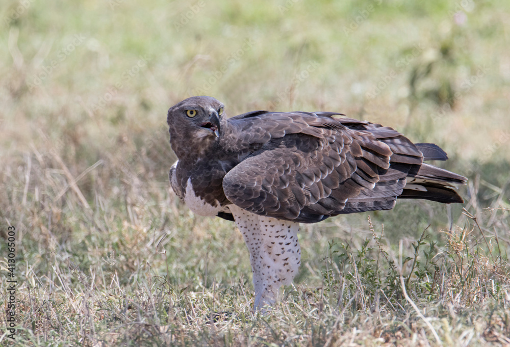 Obraz premium Africa, Tanzania, Ngorongoro Crater, Tanzania. Martial Eagle (Polemateus bellicosus)