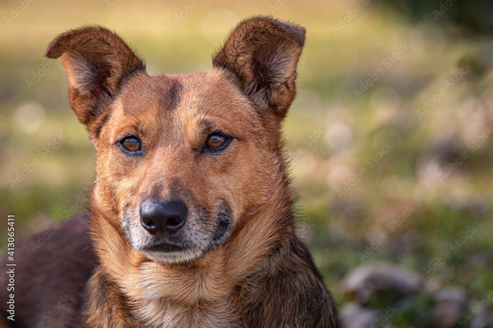 german shepherd mix sitting outside. brown and black german shepherd dog. portrait of rescue dog. german shepherd mix sitting outside. brown and black german shepherd dog. portrait of rescue dog.