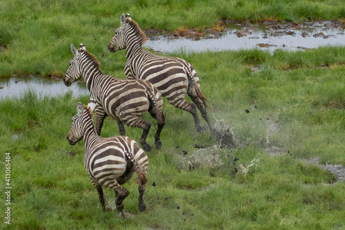 Africa  Tanzania  Aerial view of herd of Plains Zebra  Equus burchellii  running through lush swamp along shore of Lake Natron