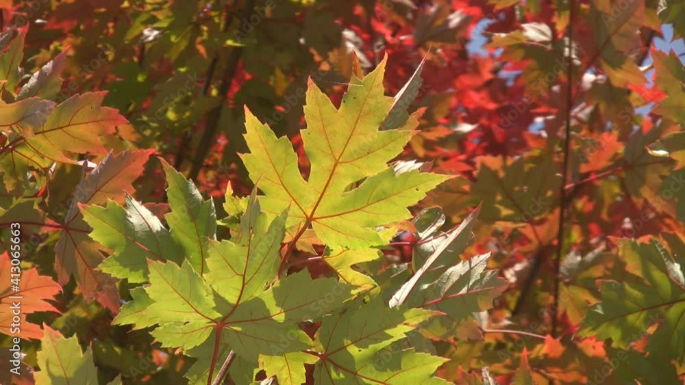 Fall maple leaf. Autumn in the sunlit forest. Toronto, Ontario, Canada.
Fall maple leaf. Autumn in the sunlit forest. Toronto, Ontario, Canada.