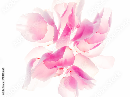 Pink Rose Petal