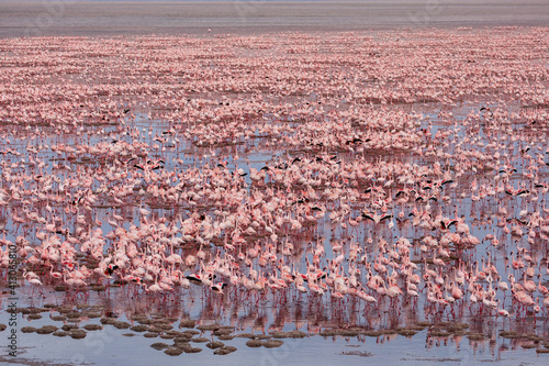 Africa, Tanzania, Aerial view of vast flock of Lesser Flamingos (Phoenicoparrus minor) nesting in shallow salt waters of Lake Natron