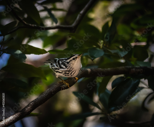 Beautiful Songbird the Female Black and White Warbler