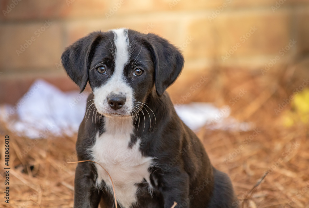 black and white puppy sitting outside. portrait of rescue puppy.