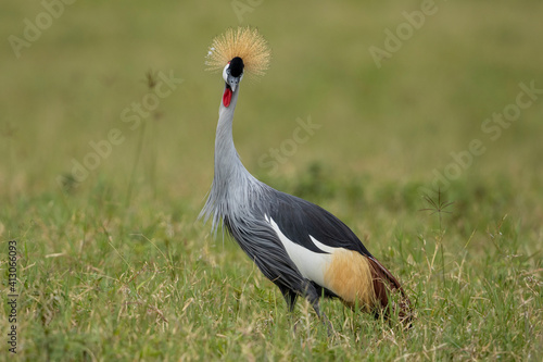 Africa, Tanzania, Ngorongoro Conservation Area, Grey Crowned Crane (Balearica regulorum) standing in short grass inside Ngorongoro Crater
