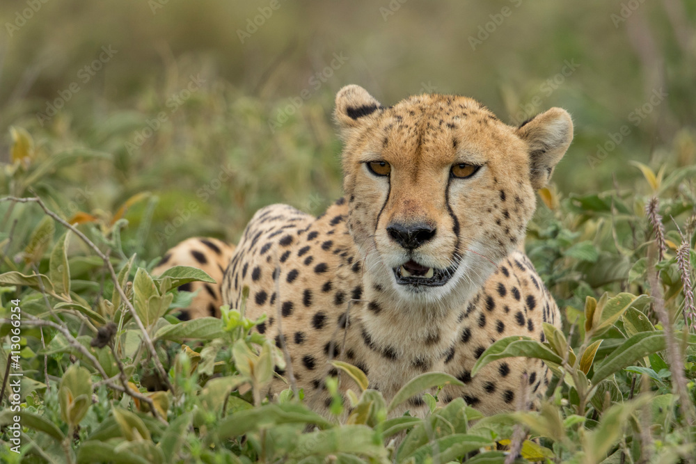 Tanzania, Ngorongoro Conservation Area, Adult Cheetah (Acinonyx jubatas) catches its breath after chasing down Wildebeest calf on Ndutu Plains