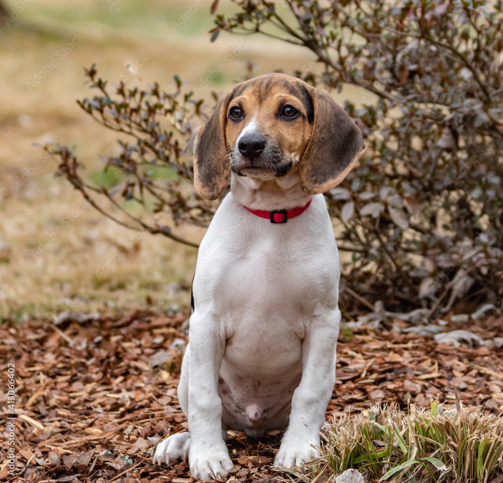 brown and white beagle puppy. puppy sitting outside on grass. portrait of beagle puppy.
