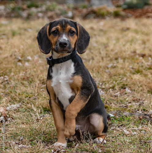 black, brown, and white beagle puppy. puppy sitting outdoors on grass holding paw up. portrait of beagle puppy.