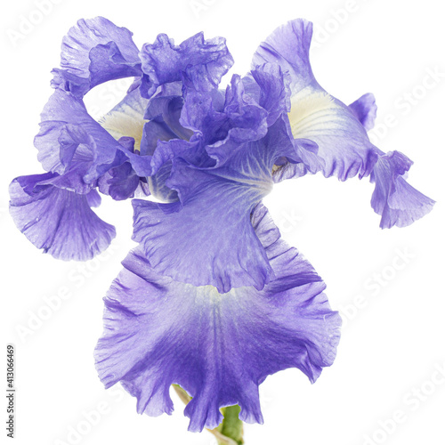 Fototapeta Naklejka Na Ścianę i Meble -  Violet flower of iris, isolated on white background
