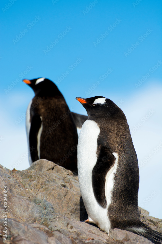 Fototapeta premium Antarctica. Neko Harbor. Gentoo Penguin (Pygoscelis papua) colony.