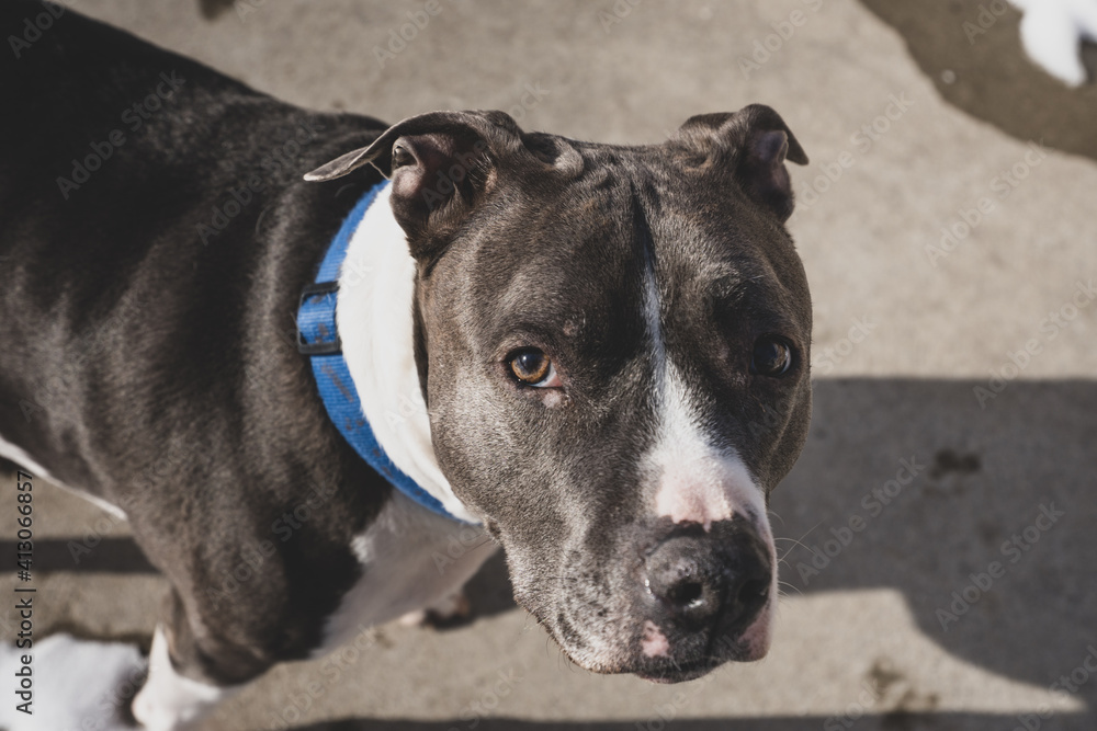 pitbull terrier is looking at you while getting a close up pitbull terrier is looking at you while getting a close up