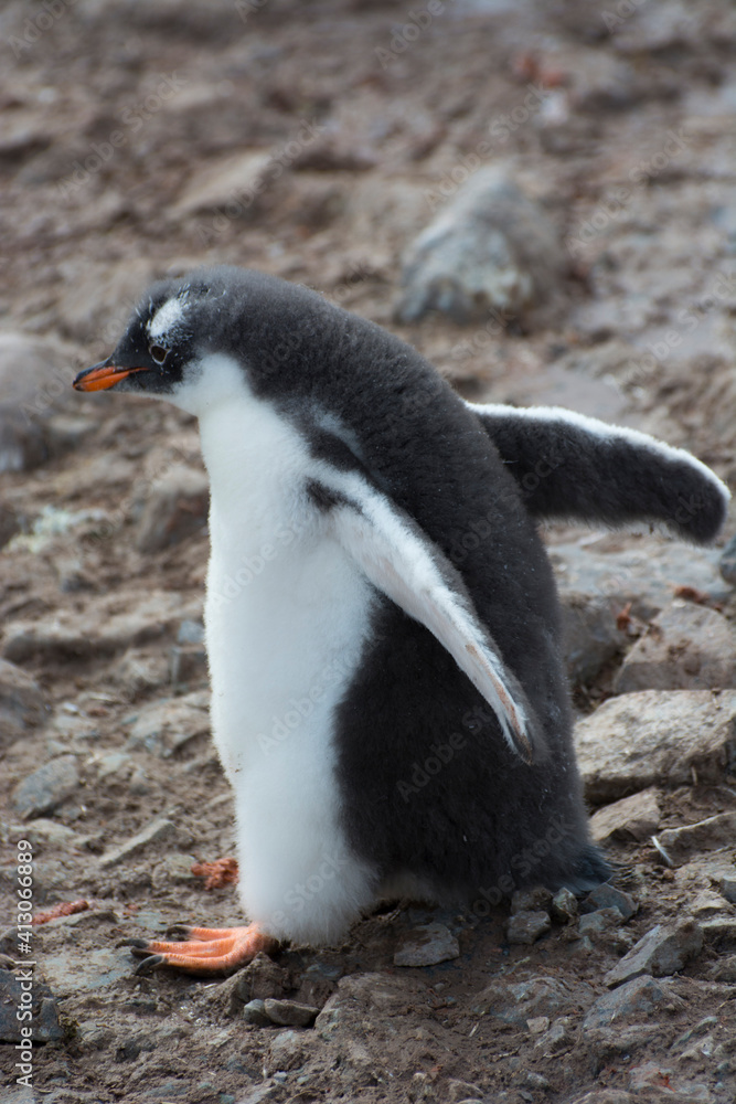 Naklejka premium Antarctica. Neko Harbor. Gentoo Penguin colony. Gentoo Penguin (Pygoscelis papua) chick walking.