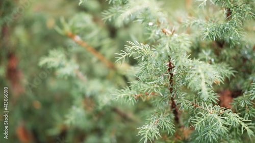 Blurred image out of focus conifer tree background