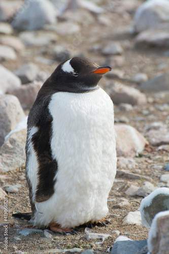 Antarctica. Neko Harbor. Gentoo Penguin  Pygoscelis papua  colony. Penguin beginning its molt.