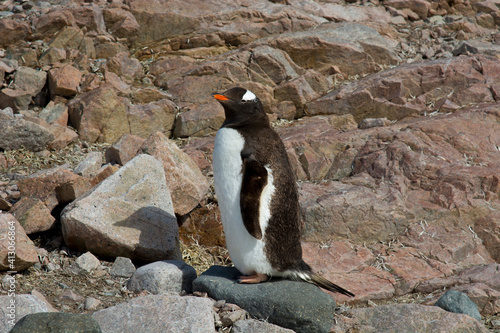 Antarctica. Neko Harbor. Gentoo Penguin (Pygoscelis papua) colony. photo