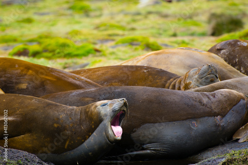 South Georgia. Stromness. Southern elephant seals (Mirounga leonina) molting.