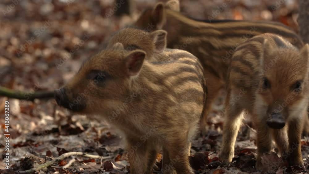 Closeup young wild boars Sus scrofa, piggy running in dark wood. Wildlife scene of furry animals in natural habitat. Strong nose and well smell sense to search food in omnivorous mammal. Closeup young wild boars Sus scrofa, piggy running in dark wood. Wildlife scene of furry animals in natural habitat. Strong nose and well smell sense to search food in omnivorous mammal.