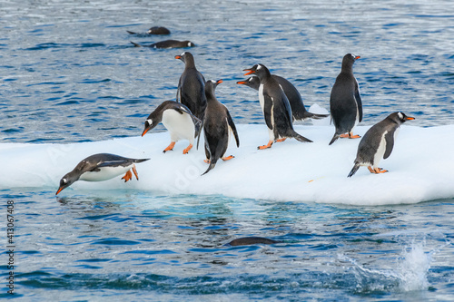 Antarctica, Antarctic Peninsula. Gentoo penguins on ice.