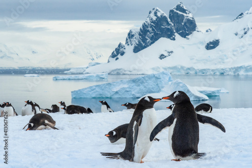 Antarctica  Antarctic Peninsula  Danco Island. Gentoo penguin courtship.