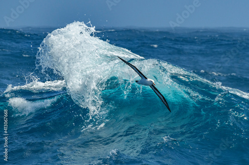 Antarctica, Drake Passage. Black-browed albatross soaring. photo