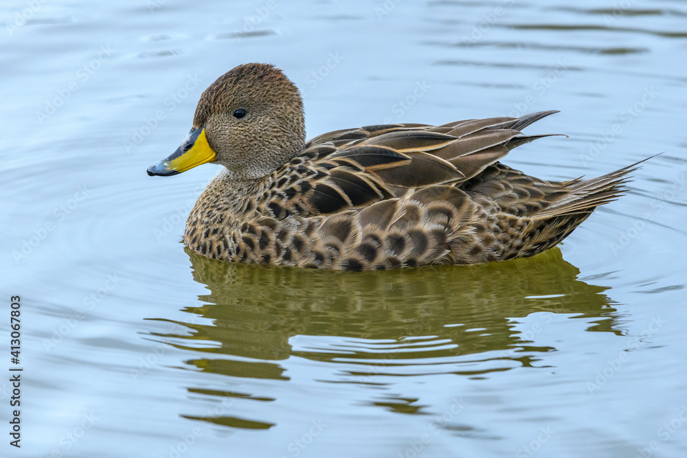 South Georgia Island, King Haakon Bay. South Georgia pintail. South Georgia Island, King Haakon Bay. South Georgia pintail.