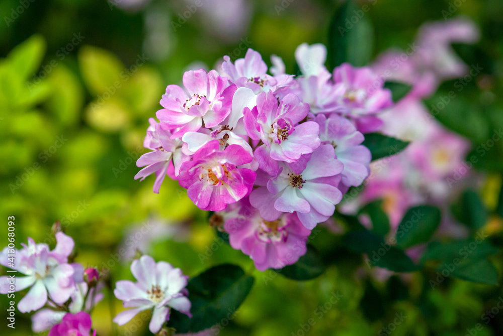 Rose Yesterday - cluster of small pink flat flowers, stock photo Rose Yesterday - cluster of small pink flat flowers, stock photo