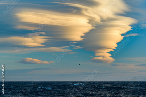 South Georgia Island. Albatross soars past lenticular clouds at sunset.