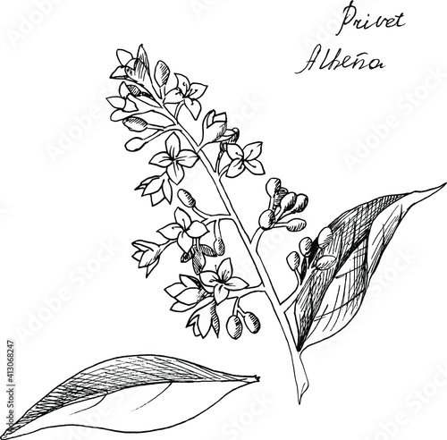 Botanical vector ink outline illustration of common privet branch