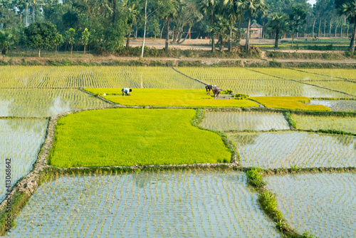 Water filled golden rice paddy, Rajshahi Division, Bangladesh