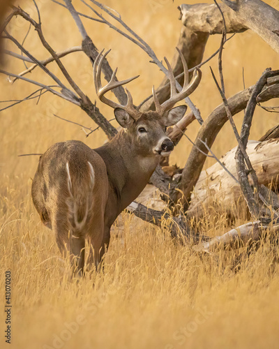 Whitetail Deer Buck in woods