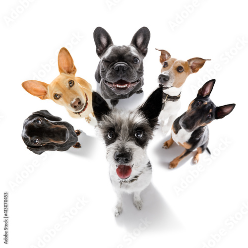 group of dogs taking selfie with smartphone © Javier brosch