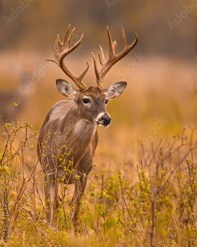 Whitetail Deer Buck