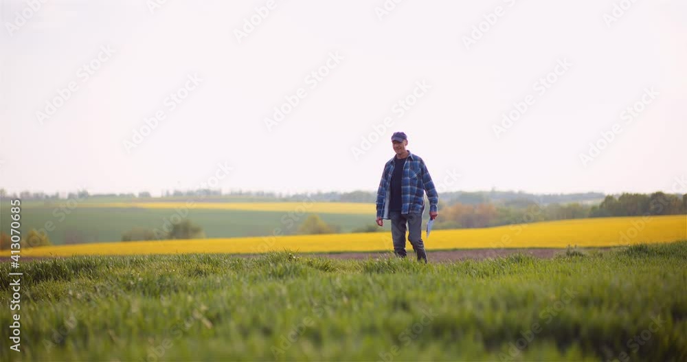 Farmer Examining Wheat Field Agriculture Farmer Examining Wheat Field Agriculture