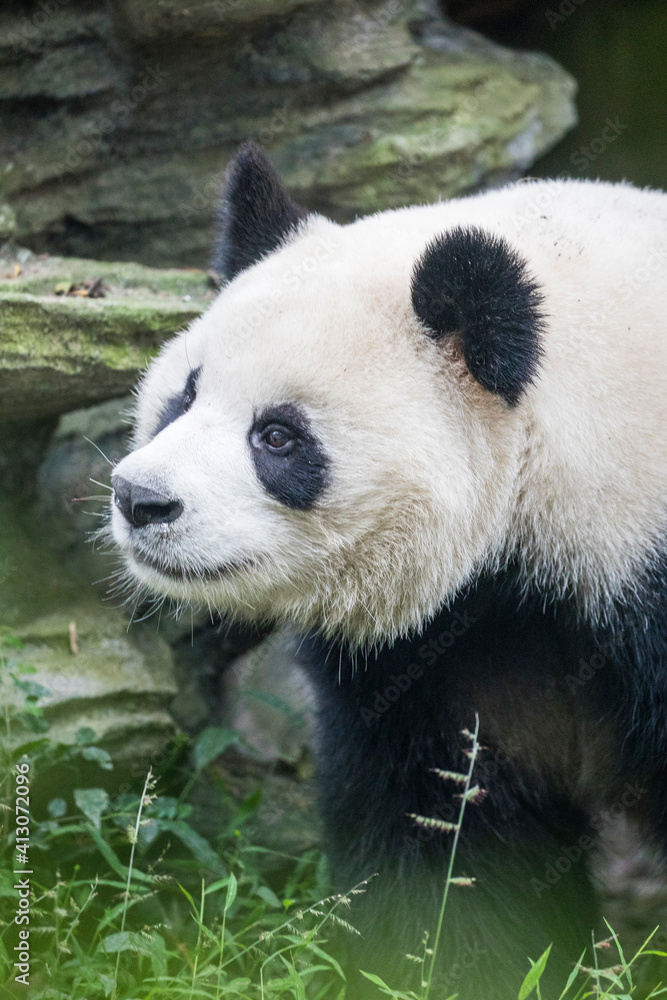 Obraz premium Asia, China, Sichuan Province, Cheng Du, Giant Panda